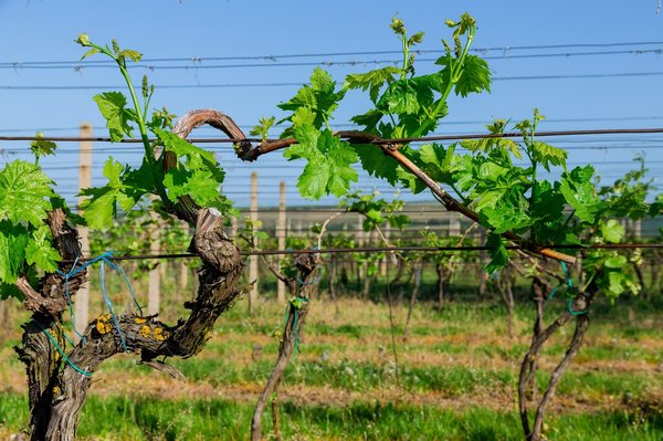 Savourez la richesse des vins des Côtes du Rhône