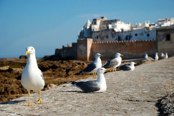 Explore essaouira : les must-see pour une expérience inoubliable